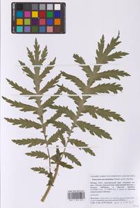 Tanacetum macrophyllum (Waldst. & Kit.) Sch.Bip., Eastern Europe, Moscow region (E4a) (Russia)