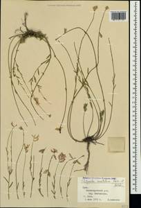 Polygala anatolica Boiss. & Heldr., Crimea (KRYM) (Russia)