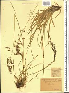 Deschampsia cespitosa (L.) P.Beauv., Caucasus, Krasnodar Krai & Adygea (K1a) (Russia)