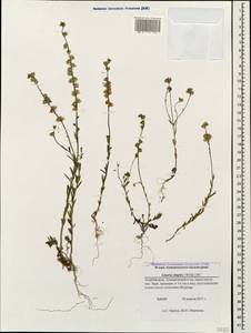 Linaria simplex (Willd.) DC., Caucasus, Azerbaijan (K6) (Azerbaijan)