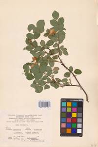 Rosa canina L., Eastern Europe, North Ukrainian region (E11) (Ukraine)