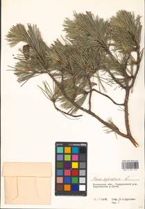 Pinus sylvestris L., Eastern Europe, Moscow region (E4a) (Russia)