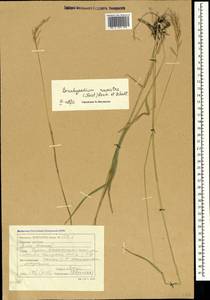 Brachypodium pinnatum (L.) P.Beauv., Crimea (KRYM) (Russia)