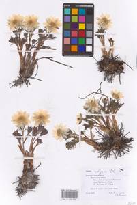 Adonis volgensis DC., Eastern Europe, Central forest-and-steppe region (E6) (Russia)