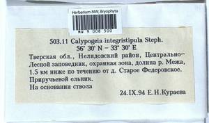Calypogeia integristipula Steph., Bryophytes, Bryophytes - Middle Russia (B6) (Russia)