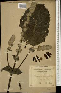 Verbascum ovalifolium Donn. Sm. ex Sims, Caucasus, Georgia (K4) (Georgia)