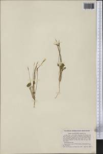 Leavenworthia stylosa A. Gray, America (AMER) (United States)