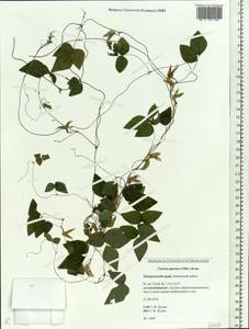 Amphicarpaea bracteata subsp. edgeworthii (Benth.)H.Ohashi, Siberia, Russian Far East (S6) (Russia)