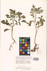MHA 0 158 778, Solanum tuberosum L., Eastern Europe, Lower Volga region (E9) (Russia)