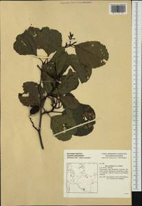 Alnus glutinosa (L.) Gaertn., Western Europe (EUR) (Germany)