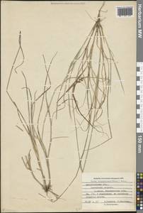 Carex brunnescens (Pers.) Poir., Eastern Europe, Northern region (E1) (Russia)