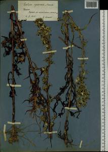 Lactuca indica L., Siberia, Russian Far East (S6) (Russia)