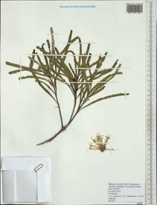 Banksia littoralis R. Br., Australia & Oceania (AUSTR) (Australia)