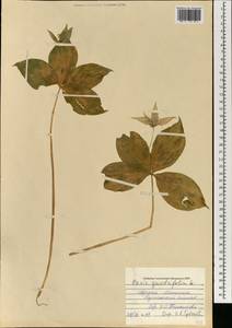 Paris quadrifolia L., Mongolia (MONG) (Mongolia)