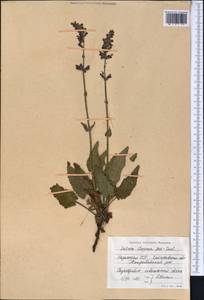 Salvia dumetorum Andrz. ex Besser, Middle Asia, Northern & Central Kazakhstan (M10) (Kazakhstan)