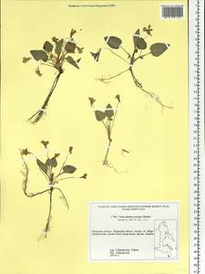 Viola phalacrocarpa Maxim., Siberia, Russian Far East (S6) (Russia)