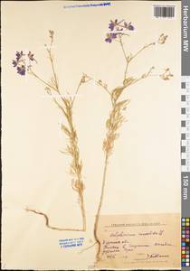 Delphinium consolida subsp. consolida, Eastern Europe, Central forest-and-steppe region (E6) (Russia)