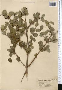 Lonicera olgae Regel & Schmalh., Middle Asia, Pamir & Pamiro-Alai (M2) (Tajikistan)