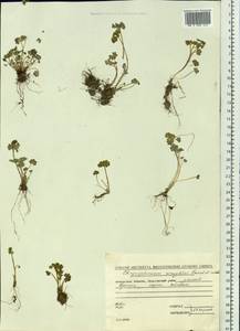 Chrysosplenium wrightii, Siberia, Chukotka & Kamchatka (S7) (Russia)