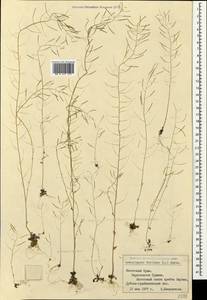 Arabidopsis thaliana (L.) Heynh., Crimea (KRYM) (Russia)