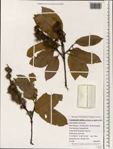 Castanopsis indica (Roxb. ex Lindl.) A.DC., South Asia, South Asia (Asia outside ex-Soviet states and Mongolia) (ASIA) (Vietnam)