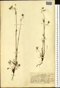 Potentilla multifida L., Siberia, Altai & Sayany Mountains (S2) (Russia)