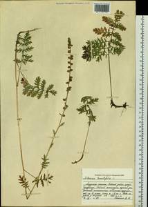 Artemisia tanacetifolia L., Siberia, Russian Far East (S6) (Russia)