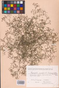 Psammophiliella muralis (L.) Ikonn., Eastern Europe, West Ukrainian region (E13) (Ukraine)
