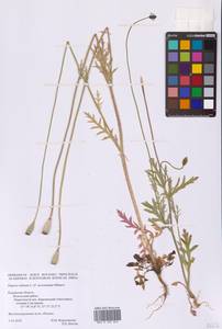 Papaver dubium L., Eastern Europe, Central region (E4) (Russia)