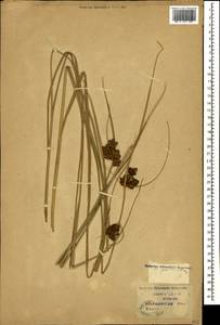 Bolboschoenus maritimus (L.) Palla, Caucasus, Krasnodar Krai & Adygea (K1a) (Russia)