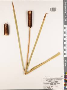 Sparganium, Eastern Europe, Central region (E4) (Russia)