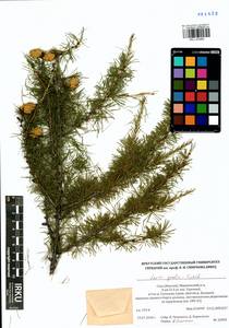 Larix gmelinii (Rupr.) Kuzen., Siberia, Yakutia (S5) (Russia)