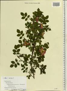 Rosa canina L., Eastern Europe, Central forest-and-steppe region (E6) (Russia)