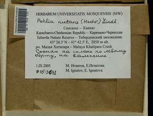 Pohlia nutans (Hedw.) Lindb., Bryophytes, Bryophytes - North Caucasus & Ciscaucasia (B12) (Russia)