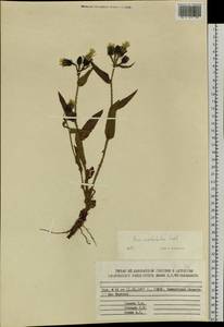 Picris japonica subsp. kamtschatica (Ledeb.) Hultén, Siberia, Chukotka & Kamchatka (S7) (Russia)