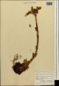Sempervivum transcaucasicum Muirhead, Caucasus, Armenia (K5) (Armenia)