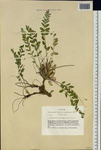 Astragalus schanginianus Pall., Siberia, Altai & Sayany Mountains (S2) (Russia)