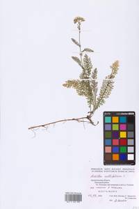 Achillea millefolium L., Eastern Europe, Northern region (E1) (Russia)