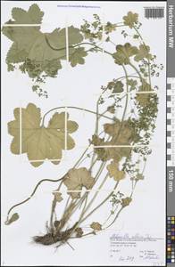 Alchemilla altaica Juz., Eastern Europe, Northern region (E1) (Russia)