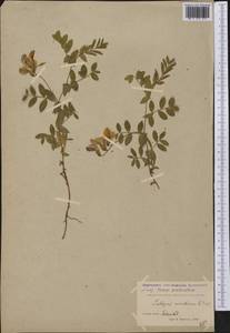 Lathyrus japonicus subsp. maritimus (L.)P.W.Ball, America (AMER) (Greenland)