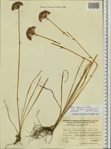 Allium spurium G.Don, Siberia, Russian Far East (S6) (Russia)