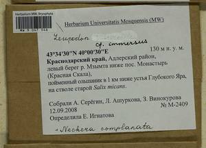 Leucodon immersus Lindb., Bryophytes, Bryophytes - North Caucasus & Ciscaucasia (B12) (Russia)