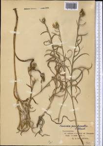 Cousinia pseudomollis C. Winkl., Middle Asia, Pamir & Pamiro-Alai (M2) (Tajikistan)