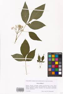 Ptelea trifoliata L., Eastern Europe, Moscow region (E4a) (Russia)