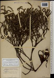 Goniolimon tataricum (L.) Boiss., Caucasus (no precise locality) (K0)