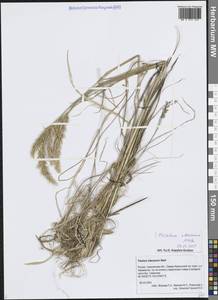Trisetum spicatum (L.) K.Richt., Siberia, Russian Far East (S6) (Russia)