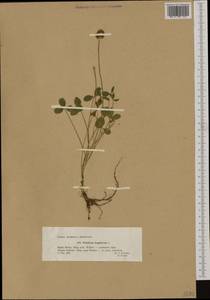 Trifolium fragiferum L., Western Europe (EUR) (Poland)