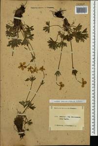Anemonastrum narcissiflorum subsp. chrysanthum (Ulbr.) Raus, Caucasus, Krasnodar Krai & Adygea (K1a) (Russia)