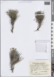 Argyrolobium aegacanthoides (Vved.) Moteetee, Middle Asia, Pamir & Pamiro-Alai (M2) (Uzbekistan)