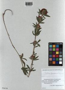 KUZ 000 851, Trifolium lupinaster L., Siberia, Altai & Sayany Mountains (S2) (Russia)
